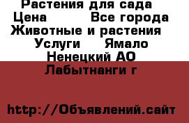 Растения для сада › Цена ­ 200 - Все города Животные и растения » Услуги   . Ямало-Ненецкий АО,Лабытнанги г.